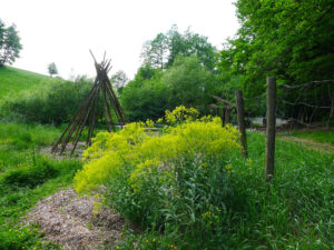 Waidpflanzen 2